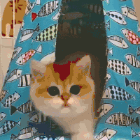 萌宠 猫咪 出来 呆萌 可爱