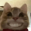 萌宠 猫咪 开心 呆萌 可爱