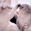 萌宠 猫咪 你是最好看的猪 呆萌 可爱