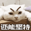 萌宠 猫咪 还能坚持 呆萌 可爱