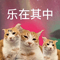 萌宠 猫咪 乐在其中 呆萌 可爱