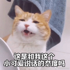 猫咪