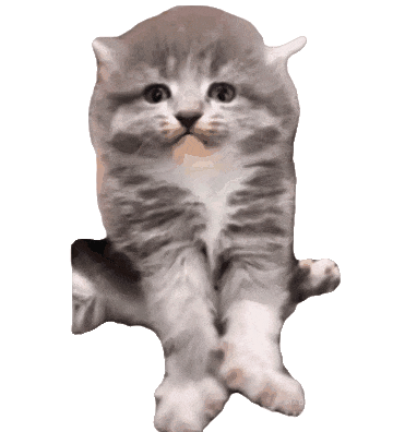 猫咪 可爱 搞怪 日常