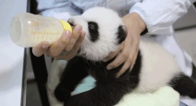 熊猫 可爱 滚滚 宝宝 萌萌哒 喝奶