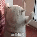 萌宠 猫咪 我是猛男 呆萌 可爱