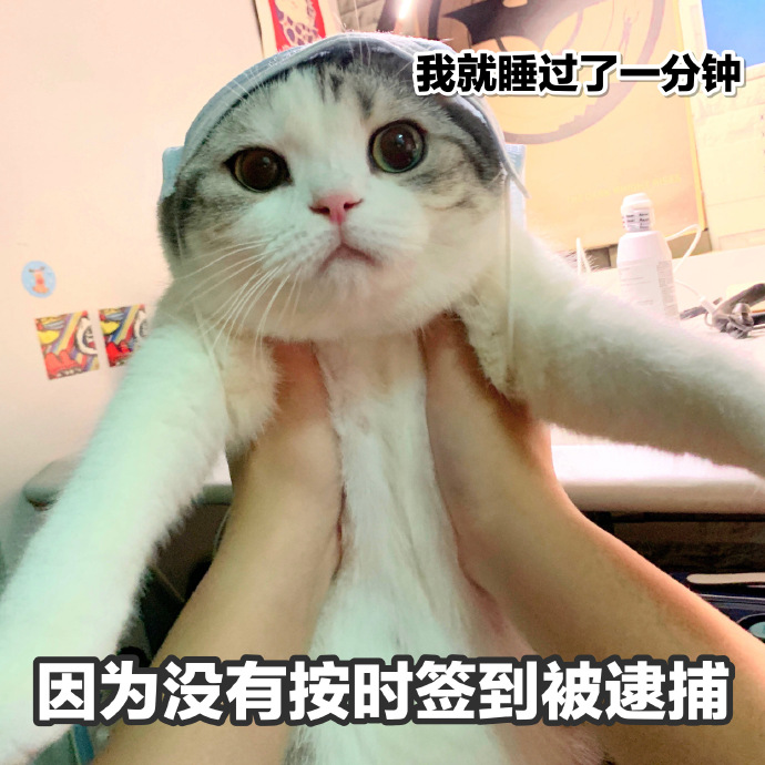 萌宠gif猫星人gif睡过了一分钟gif没有按时签到gif呆萌gif可爱gif