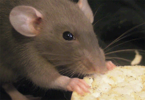 老鼠偷吃东西图片