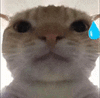 萌宠 猫咪 尴尬 呆萌 可爱