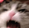 萌宠 猫咪 生气 呆萌 可爱