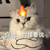 萌宠 猫咪 你说你接着说 呆萌 可爱