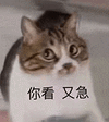 萌宠 猫咪 你看又急 呆萌 可爱