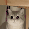 萌宠 猫咪 爱心 呆萌 可爱