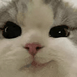 萌宠 猫咪 看 呆萌 可爱