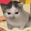 萌宠 猫咪 生气 呆萌 可爱