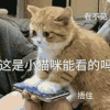 萌宠 猫咪 这是小猫咪能看的吗 呆萌 可爱