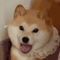萌宠 狗狗 开心 呆萌 可爱