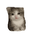 萌宠 猫咪 伤心 呆萌 可爱