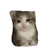 萌宠 猫咪 伤心 呆萌 可爱