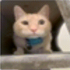 猫咪 可爱 搞怪 日常