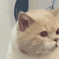 萌宠 猫咪 哭了 呆萌 可爱