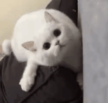 萌宠 猫咪 看着你 呆萌 可爱