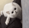 萌宠 猫咪 看着你 呆萌 可爱