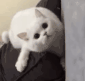萌宠 猫咪 看着你 呆萌 可爱