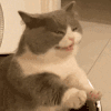 萌宠 猫咪 吃惊 呆萌 可爱