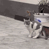 萌宠 猫咪 试探 呆萌 可爱