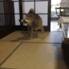 萌宠 猫咪 给你 呆萌 可爱