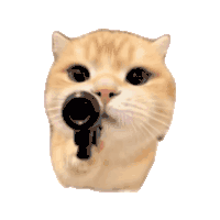 猫咪 猫meme 可爱 搞怪