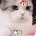 萌宠 猫咪 不爽 呆萌 可爱