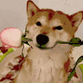 萌宠 狗 花 呆萌 可爱
