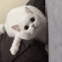 萌宠 猫咪 盯 呆萌 可爱