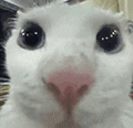 萌宠 猫咪 懵 呆萌 可爱