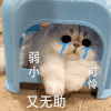 萌宠 猫咪 弱小可怜又无助 呆萌 可爱