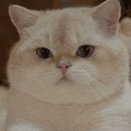萌宠 猫咪 wink 呆萌 可爱