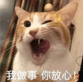 萌宠 猫咪 我做事你放心 呆萌 可爱