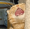 萌宠 猫咪 哭 呆萌 可爱