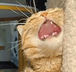萌宠 猫咪 哭 呆萌 可爱