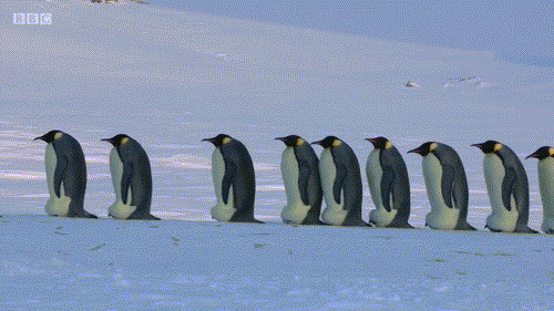 企鹅可爱排排站慢悠悠gif动图