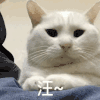 萌宠 猫咪 汪 呆萌 可爱