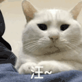 萌宠 猫咪 汪 呆萌 可爱