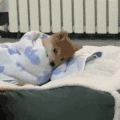 萌宠 狗狗 睡觉 呆萌 可爱