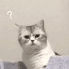 萌宠 猫咪 ？ 呆萌 可爱