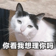 沙雕猫