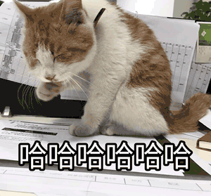 萌宠 猫咪 哈哈哈哈 呆萌 可爱