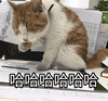 萌宠 猫咪 哈哈哈哈 呆萌 可爱