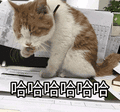 萌宠 猫咪 哈哈哈哈 呆萌 可爱