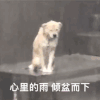 萌宠 狗狗 心里的雨倾盆而下 呆萌 可爱